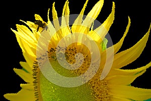 The sunflower is an annual plant native to the Americas.