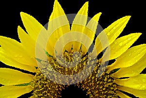 The sunflower is an annual plant native to the Americas.