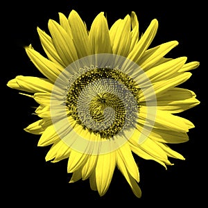 Sunflower is an annual plant native to the Americas.