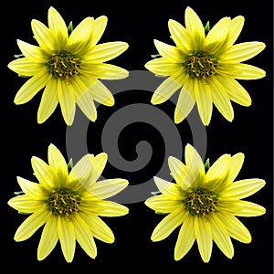 Sunflower is an annual plant native to the Americas