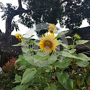Sunflower around other flowers