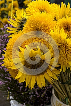 Sunflower arrangement for sale at a florist