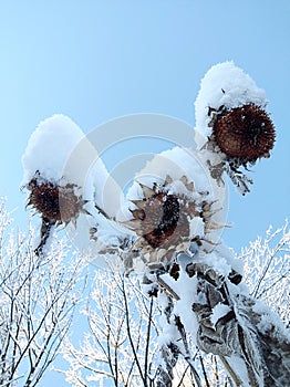 Sunflower artwork frozen dried and snow-covered in wonderful cold winter morning under cloudless sky