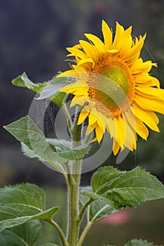 Sunflower in august morning light