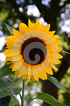 Sunflower in Autumn in the Sunder in the Town Walsrode, Lower Saxony