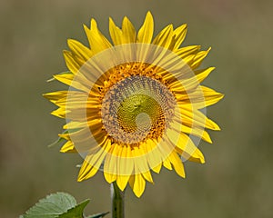 Sunflower Awakens to a New Day