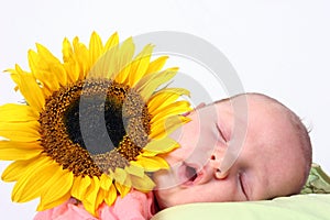 Sunflower baby