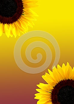 Sunflower Background