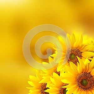 Girasole 