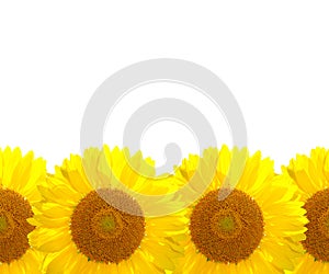 The sunflower background