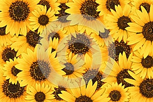 Sunflower background