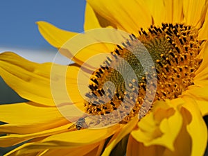 Sunflower on the background of blue sky