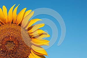 Sunflower background with blue sky