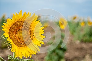 Sunflower on background of clouds and blue sky