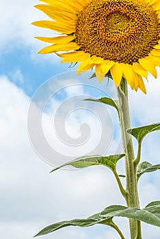 Sunflower on background of clouds and blue sky