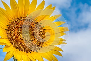 Sunflower on background of clouds and blue sky