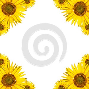 Sunflower background copyspace
