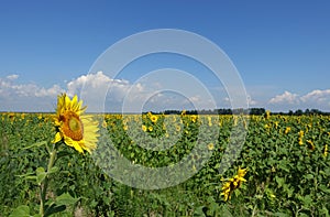 Sunflower on the background of a field on a sunny day