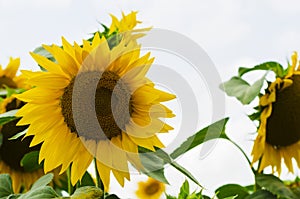 Sunflower on a background of green leaves and clear sky