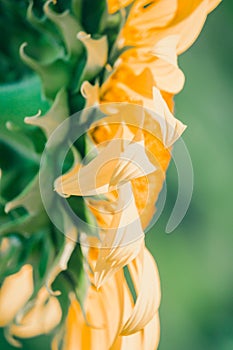 The sunflower in the background has its petals stacked in layers