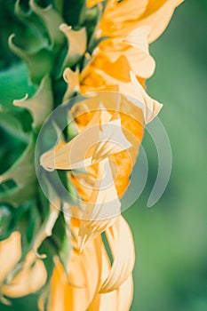 The sunflower in the background has its petals stacked in layers