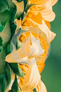 The sunflower in the background has its petals stacked in layers