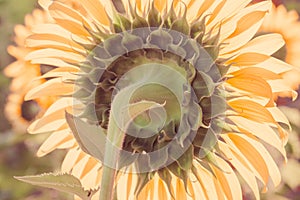 The sunflower in the background has its petals stacked in layers