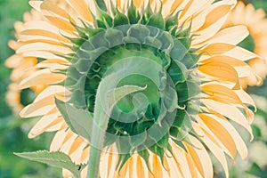 The sunflower in the background has its petals stacked in layers