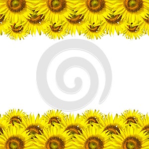 Sunflower Background for presentation