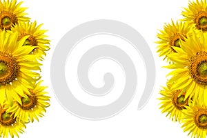 Sunflower Background for presentation