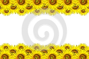 Sunflower Background for presentation