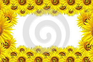 Sunflower Background for presentation