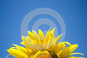 Sunflower on the background of pure blue sky; on the sun