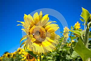 Sunflower on the background of pure blue sky; on the sun