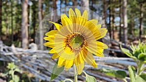 Sunflower on the background of rustic wattle fence from birch trunks.