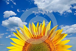 Sunflower on background of sky