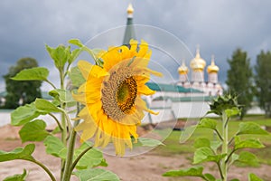 Sunflower on the background of Valdai Iversky Svyatoozersky Virgin Monastery