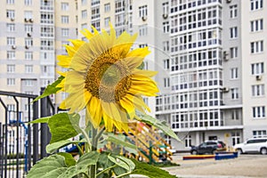 Sunflower on the background of the yard in a residential apartment building .