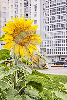 Sunflower on the background of the yard in a residential apartment building .