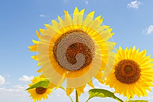 Sunflower backlighted over blue sky