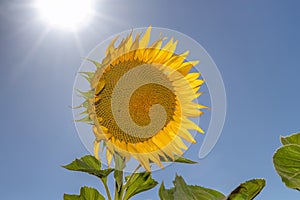 Sunflower backlighted over blue sky