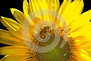 Sunflower backlit with bee pollination on a black background