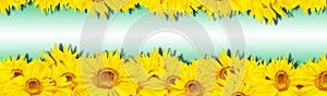 Sunflower banner