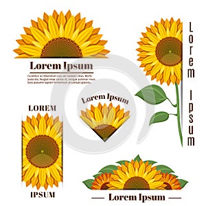 Sunflower banners and vector yellow sun flower labels with text