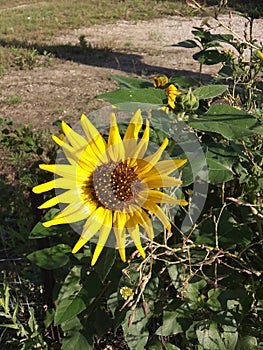 Sunflower Bathing by ME photo
