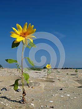 Sunflower on the beach