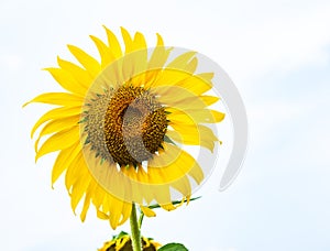 Sunflower with beautiful blue sky background at local park in Petchabun province, Thailand.