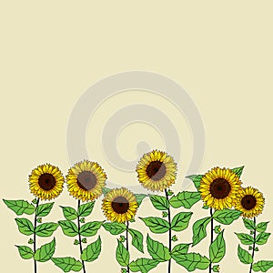 Sunflower with Beautiful Design and White Background