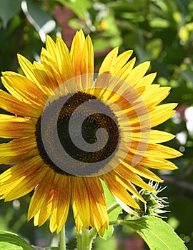 Sunflower The beautiful summer flower close up in my garden