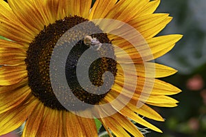 Sunflower The beautiful summer flower close up in my garden